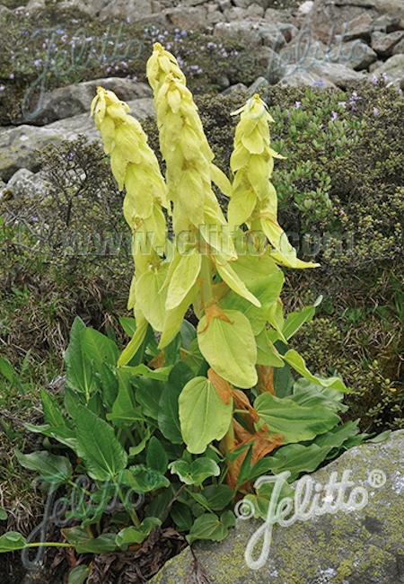 Rheum alexandrae, keisarinnanraparperi